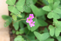 Oxalis latifolia